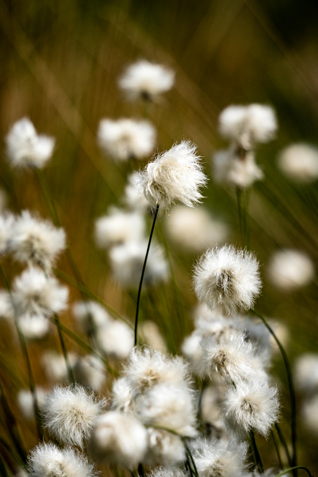 Close-up of cotton grass with white seed heads on slender green stems against a softly blurred natural background.