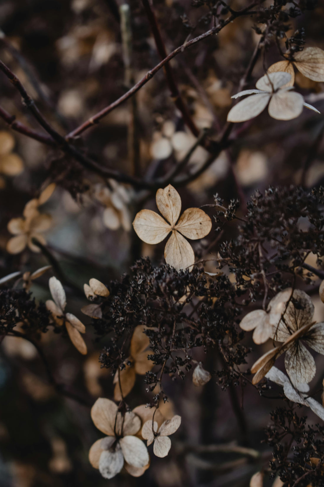 Close‑up of dried hydrangea heads with pale, papery petals and dark stems, showing their delicate form against a softly blurred background.