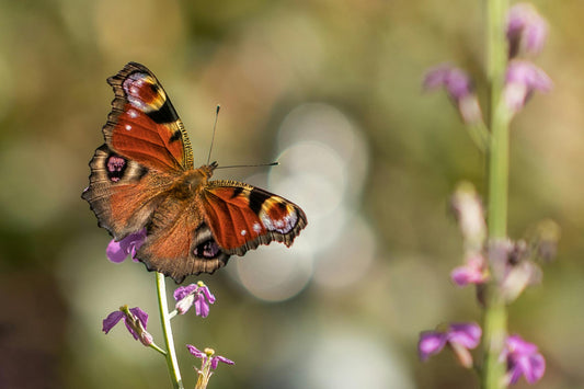 Butterfly resting on a purple flower, showing clear wing patterns and natural symmetry.