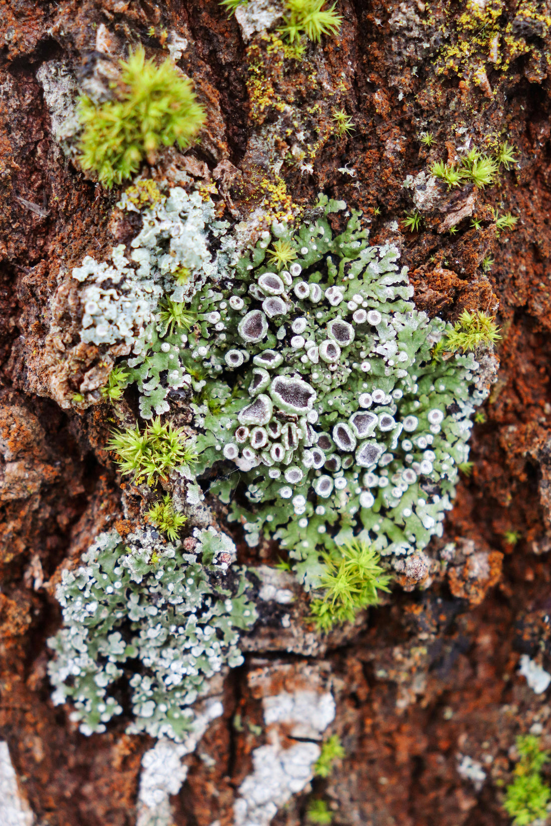 Close-up of tree bark with patches of lichen and small tufts of moss in muted green and grey tones.