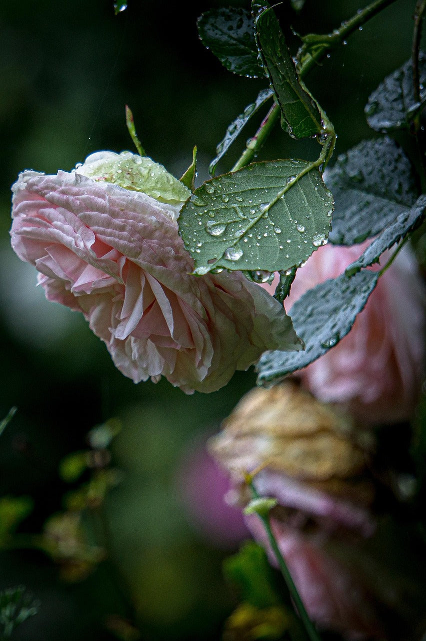 Close‑up of a pink rose with water droplets on its petals and surrounding leaves.